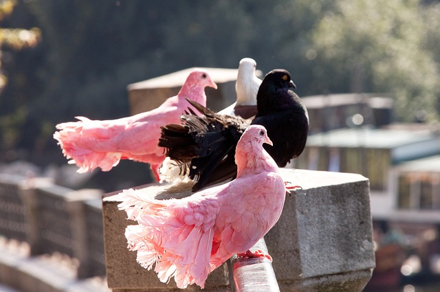 南迁候鸟如何“过春节”？湿地保护修复“越冬天堂”.